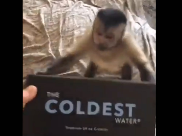 Monkeys excitement and reaction on seeing gift he received will amuse you Monkeys excitement and reaction on seeing gift he received will amuse you