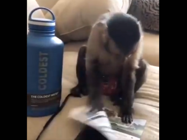 Monkeys excitement and reaction on seeing gift he received will amuse you Monkeys excitement and reaction on seeing gift he received will amuse you