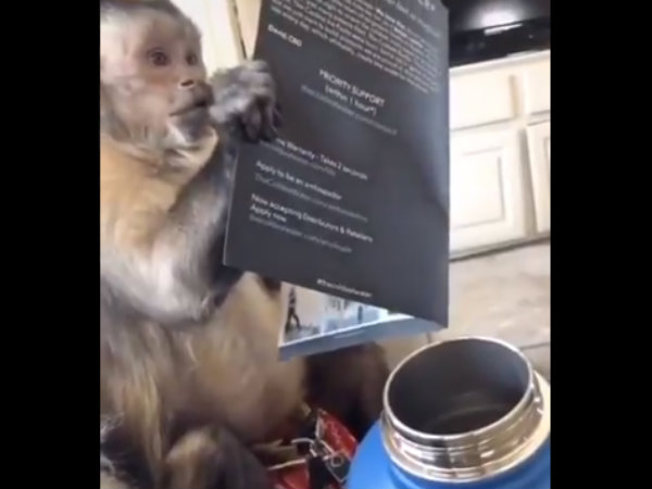 Monkeys excitement and reaction on seeing gift he received will amuse you Monkeys excitement and reaction on seeing gift he received will amuse you