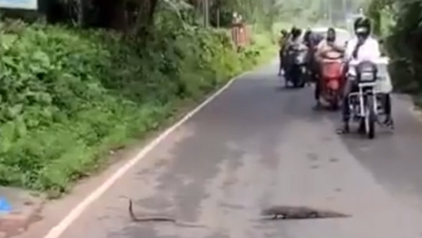கீரி