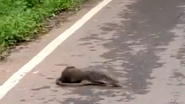 மூடப்பட்ட பாறாங்கற்கள்