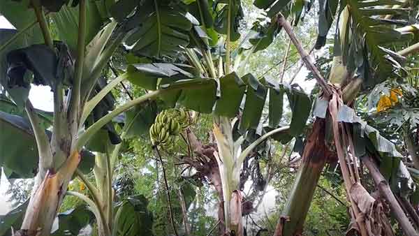 People in Thanjavur are amazed to see a banana tree : what reason? People in Thanjavur are amazed to see a banana tree : what reason?