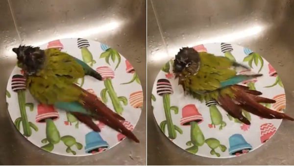Viral video of bird taking bath in kitchen sink Viral video of bird taking bath in kitchen sink