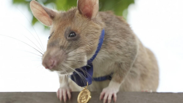 In Cambodia Rat awarded gold medal for detecting landmines In Cambodia Rat awarded gold medal for detecting landmines