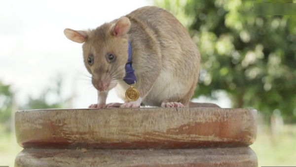 In Cambodia Rat awarded gold medal for detecting landmines In Cambodia Rat awarded gold medal for detecting landmines