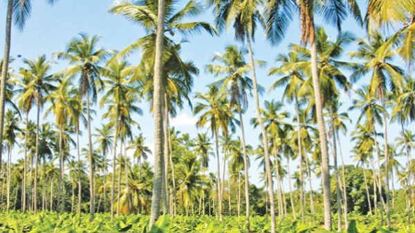 தேங்காய் பற்றாக்குறை