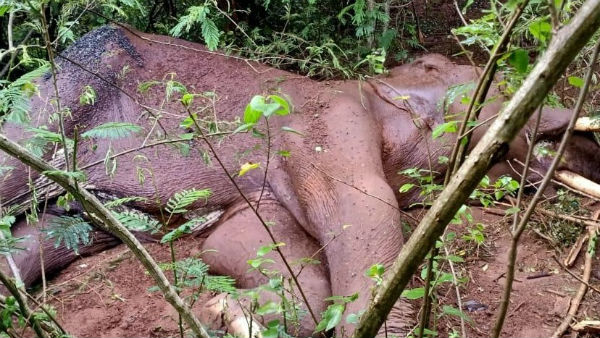 Multiple Injured male elephant found dead near Mettupalayam Forest Multiple Injured male elephant found dead near Mettupalayam Forest