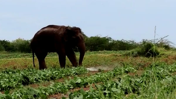 வலிமை