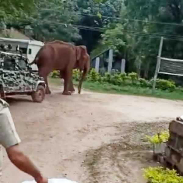 நீண்ட காலம் உயிர் வாழாது