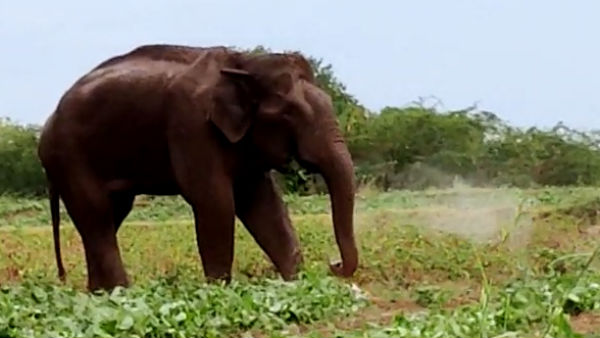 ஜம்புகண்டி