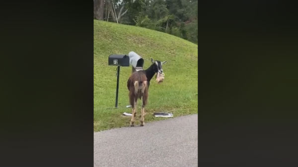 Goat eats mail from letterbox in a viral video Goat eats mail from letterbox in a viral video