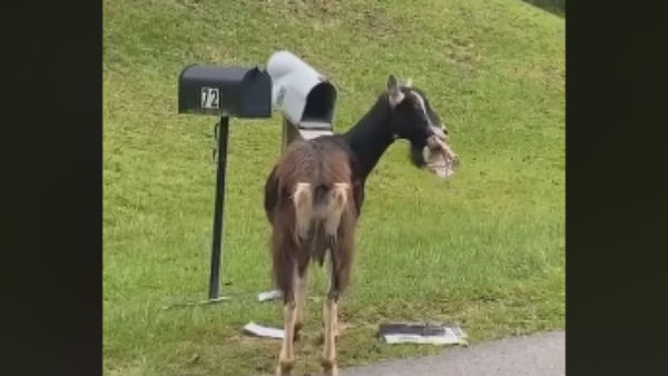 Goat eats mail from letterbox in a viral video Goat eats mail from letterbox in a viral video
