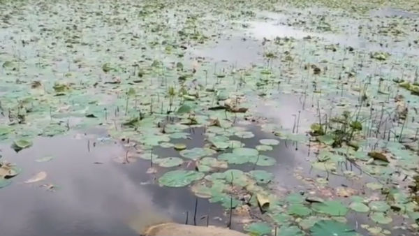 கொரோனா