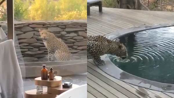Video of Leopard Drinking Water from Swimming Pool at resort. Video of Leopard Drinking Water from Swimming Pool at resort.