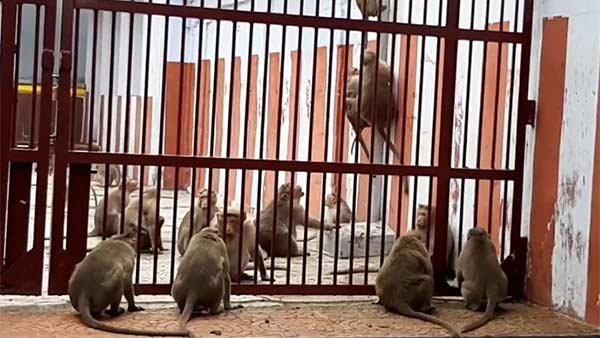 Two Herds of Monkeys quarrel each other in Kanchipuram temple Two Herds of Monkeys quarrel each other in Kanchipuram temple