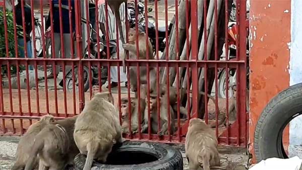 Two Herds of Monkeys quarrel each other in Kanchipuram temple Two Herds of Monkeys quarrel each other in Kanchipuram temple