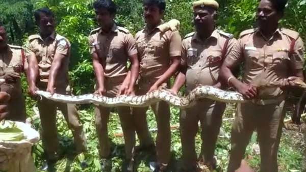 python snake caught in Tuvarankurichi police quarters near Trichy python snake caught in Tuvarankurichi police quarters near Trichy