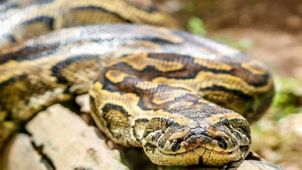 Python found in an autorickshaw in Delhi Python found in an autorickshaw in Delhi