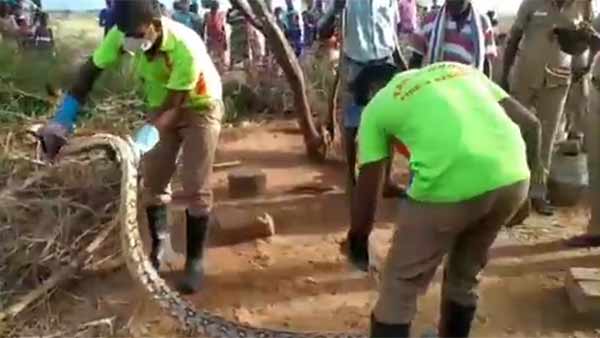 A 12 feet long pythons was caught in in Pudukkottai district A 12 feet long pythons was caught in in Pudukkottai district