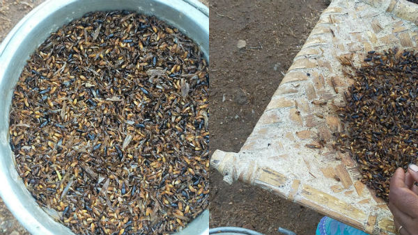Winged termites Powder and Tamilnadu Villages Winged termites Powder and Tamilnadu Villages