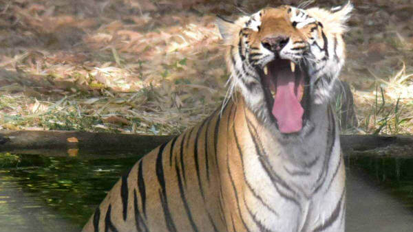 Tiger caught in trap in Maharashtra Tiger caught in trap in Maharashtra
