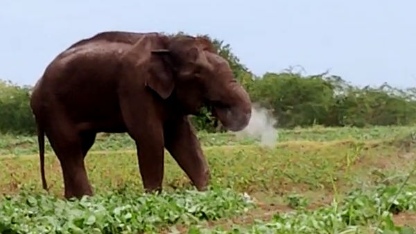 Magna elephant killed in country bomb blast: Court issues notice to forest department Magna elephant killed in country bomb blast: Court issues notice to forest department Magna elephant killed in country bomb blast: Court issues notice to forest department Magna elephant killed in country bomb blast: Court issues notice to forest department