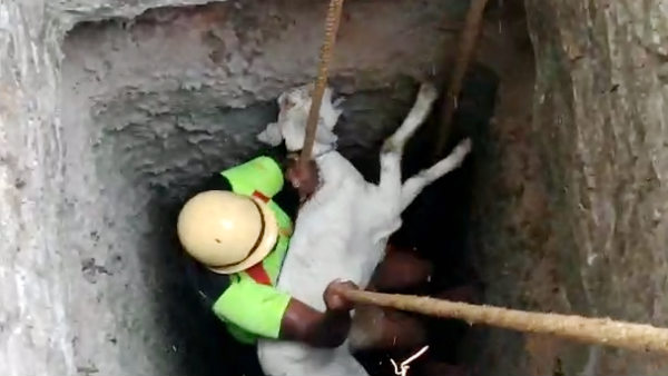 Lamb Slipping into the deep well and rescued near Sathiyamangalam, video Lamb Slipping into the deep well and rescued near Sathiyamangalam, video