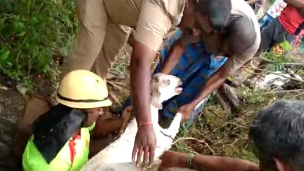 Lamb Slipping into the deep well and rescued near Sathiyamangalam, video Lamb Slipping into the deep well and rescued near Sathiyamangalam, video
