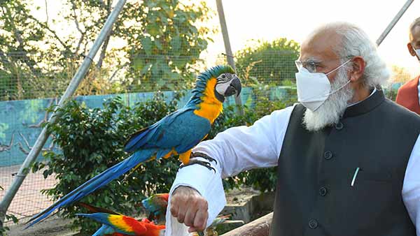 Pm Modi with parrots in gujarat and video goes on viral Pm Modi with parrots in gujarat and video goes on viral