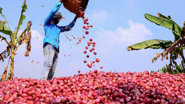Small onion that brings tears without peeling Price 1 kg 100 rupees Small onion that brings tears without peeling Price 1 kg 100 rupees
