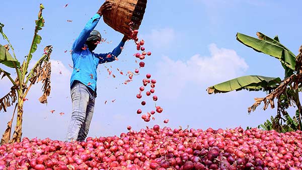Onion Price Hike: Strict action hoard onions and make a profit - Central Government Onion Price Hike: Strict action hoard onions and make a profit - Central Government