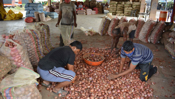 மகிமை நிறைந்த வெங்காயம்