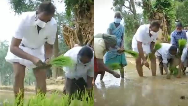 Minister SP Velumani in Paddy field This is a different level of politics Minister SP Velumani in Paddy field This is a different level of politics