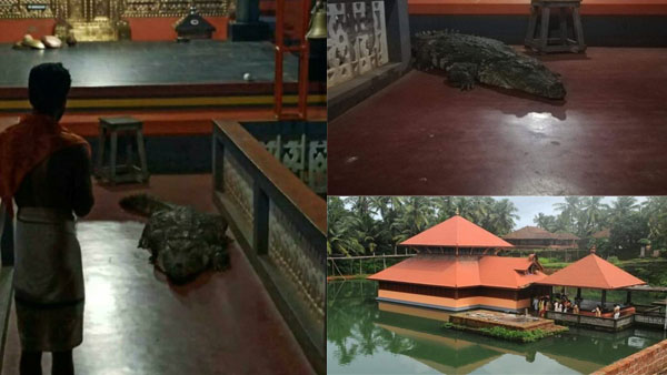 Divine crocodile babiya came inside anantha Padmanaba swamy temple Divine crocodile babiya came inside anantha Padmanaba swamy temple