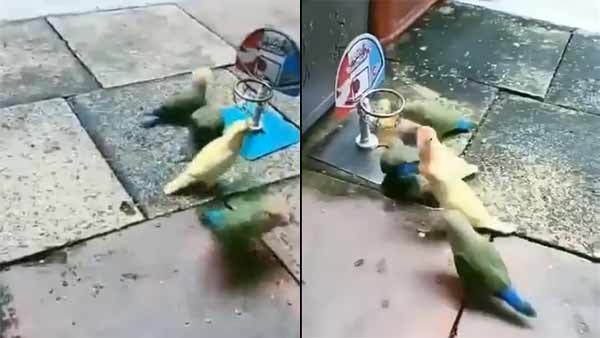 Viral video of birds playing volleyball Viral video of birds playing volleyball