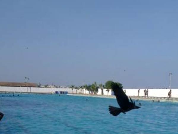 நீச்சல் குளம்