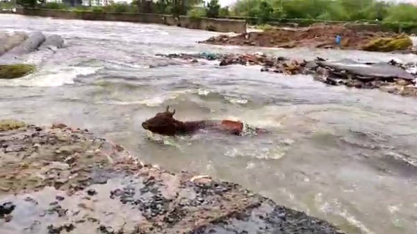 The cow that was swept away in the Adyar flood The cow that was swept away in the Adyar flood