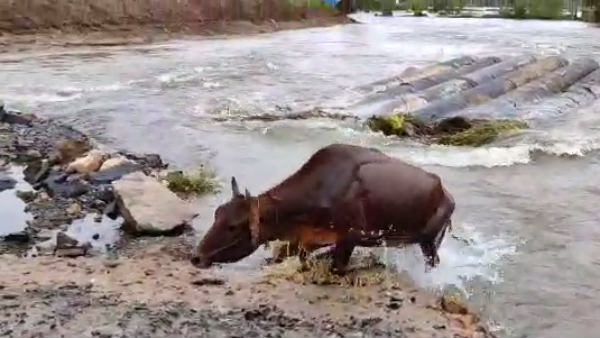 The cow that was swept away in the Adyar flood The cow that was swept away in the Adyar flood