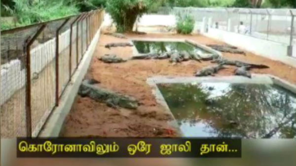 Crocodiles roam happily the crocodile farm at Udumalpet Amravati in Tirupur district Crocodiles roam happily the crocodile farm at Udumalpet Amravati in Tirupur district