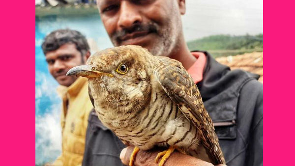 Rare lessor Cuckoo bird spotted near Ooty 37 years Rare lessor Cuckoo bird spotted near Ooty 37 years