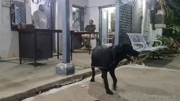 DNA test to be conducted for a dog in Madhya Pradesh DNA test to be conducted for a dog in Madhya Pradesh