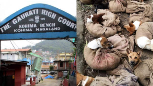 HC stay for Nagaland Governments ban on dog mat HC stay for Nagaland Governments ban on dog mat