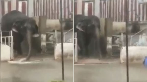 video goes viral that elephant takes bath in rain water video goes viral that elephant takes bath in rain water