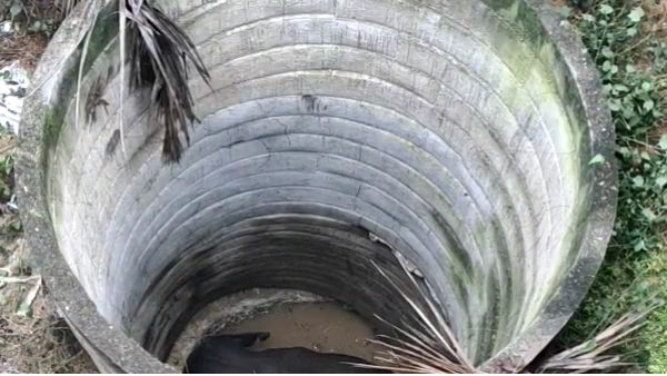 யானை விழுந்தாலும்