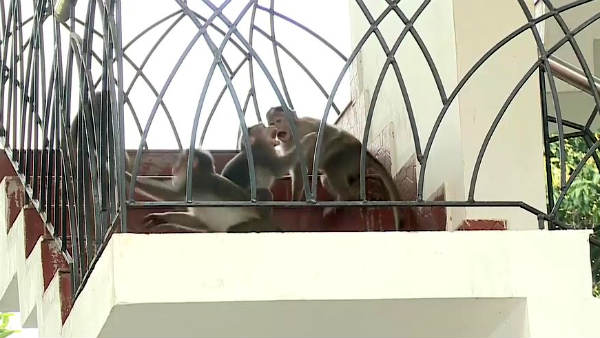 The people of Kalpetta area have decided to vote only for those who catch monkeys The people of Kalpetta area have decided to vote only for those who catch monkeys