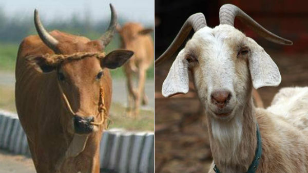 Goat Breeding, Dairy Cattle Breeding Training Camp Announcement by university, madurai Goat Breeding, Dairy Cattle Breeding Training Camp Announcement by university, madurai