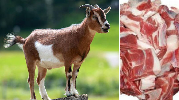 Deepavali : Goats sold for five crores at Cuddalore weekly market Deepavali : Goats sold for five crores at Cuddalore weekly market
