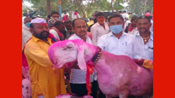 Maharashtra Seller wants Rs 1.5 crore, Goat Named Modi Maharashtra Seller wants Rs 1.5 crore, Goat Named Modi