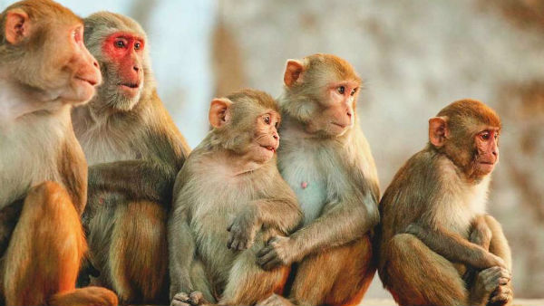 30 more monkeys were died in Hyderabad 30 more monkeys were died in Hyderabad
