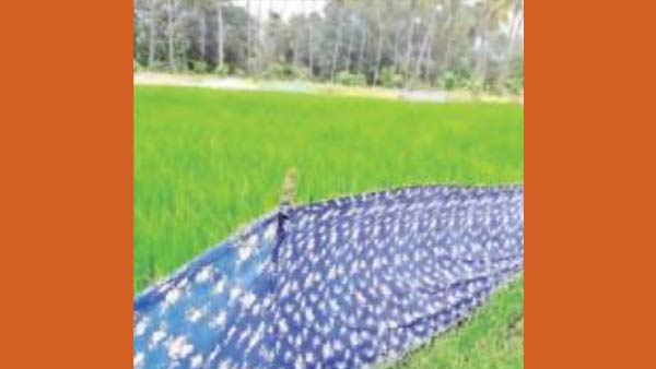 Near Udumalai Damage to crops Hogs Cage system Near Udumalai Damage to crops Hogs Cage system